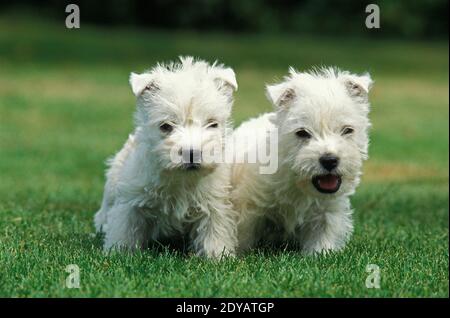 West Highland White Terrier, Pup Stockfoto