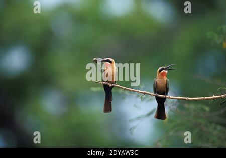 White-Fronted Bee-Eater, Merops Bullockoides, Erwachsene stehen auf Ast, essen Insekten, Kenia Stockfoto
