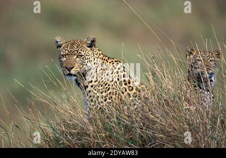 Leopard, Panthera Pardus, Mutter und junges, Parc Nakuru in Kenia Stockfoto