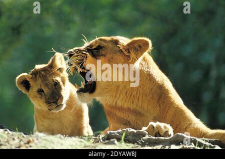 African Lion, panthera leo, Cub und Mutter snarling, Masai Mara Park in Kenia Stockfoto