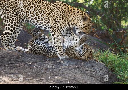 Leopard, Panthera Pardus, Mutter und Cub spielen, Parc Nakuru in Kenia Stockfoto