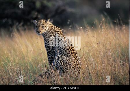 Leopard, Panthera Pardus, Weiblich, Nakuru Parc in Kenia Stockfoto