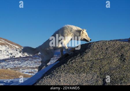 Arktischer Wolf, Canis lupus tundrarum, Erwachsener auf Felsen, Alaska Stockfoto