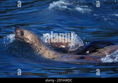 Steller Seelöwe, eumetopias jubata, Alaska Stockfoto