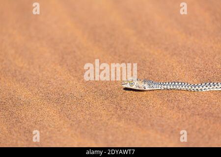 Namib Sand Snake (Psammophis Namibensis), Swakopmund, Erongo Region, Namibia, Afrika Stockfoto