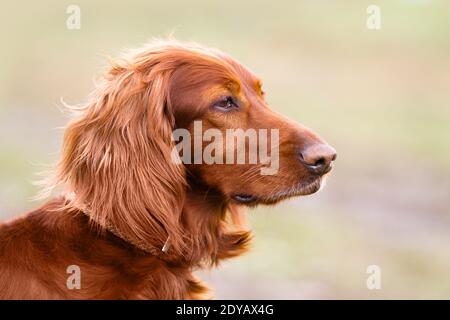 Porträt eines irischen Setters auf dem Spaziergang im Frühjahr Stockfoto