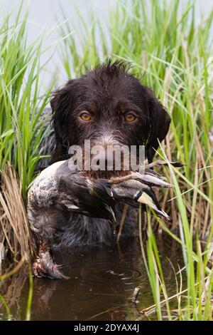 Der Hund kommt mit einer Ente aus dem See (teal drake) in den Zähnen während der Jagd Stockfoto