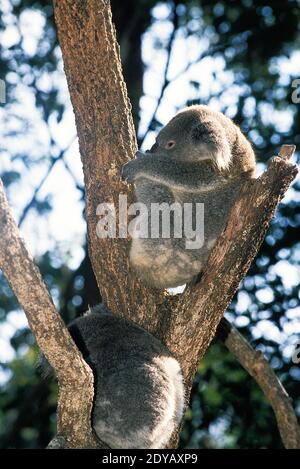 Koala, phascolarctos cinereus, Erwachsene schlafen Stockfoto
