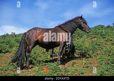 Pottok Pferd, Pyrenäen in Frankreich Stockfoto