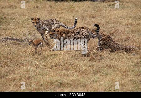 Cheetah, acinonyx jubatus, Youngs Jagd Thomson's Gazelle, Masai Mara Park in Kenia Stockfoto