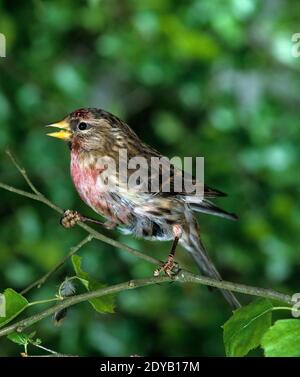 Gemeiner Rotkoll, Acanthist flammea, Erwachsener stehend auf Zweig, singen Stockfoto