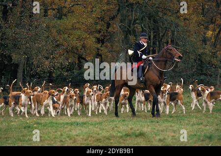 Fuchsjagd mit Pack Poitevin Hunde und große anglo-französischen Hounds Stockfoto