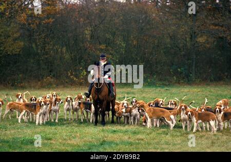 Fuchsjagd mit Pack Poitevin Hunde und große anglo-französischen Hounds Stockfoto