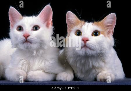 Türkische Van Katze, Mutter und Kitten Verlegung Stockfoto