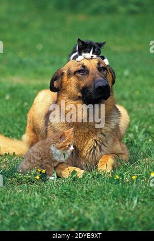 Deutscher Schäferhund, Erwachsene mit Kätzchen Stockfoto