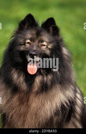 Wolf Spitz, Portrait of Dog mit Zunge heraus Stockfoto