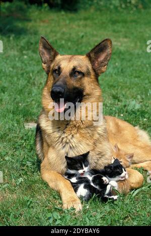 Deutscher Schäferhund, Erwachsene mit Kätzchen Stockfoto