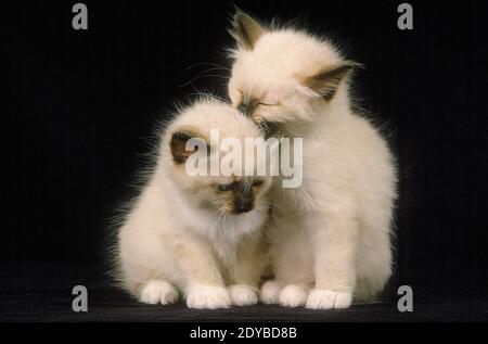 Birmanese Domestic Cat, Kätzchen auf schwarzem Hintergrund Stockfoto