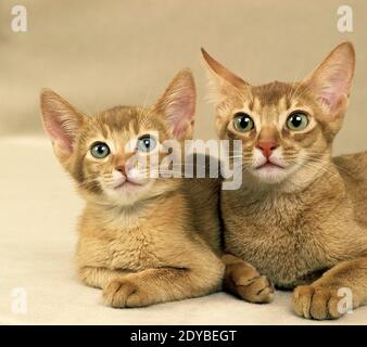 Roten Abessinier Hauskatze, Mutter und Kitten Verlegung Stockfoto