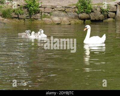 Stummer Schwan (Cygnus olor) Mit sechs Junglingen am Neckar in Deutschland Stockfoto