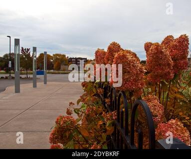 Hortensien in einer Straße in Rochester, New York Stockfoto