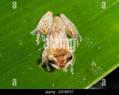 Unter der Leitung von kurzen Treefrog (Dendropsophus Brevifrons) auf einem Blatt im Regenwald von Ecuador Stockfoto