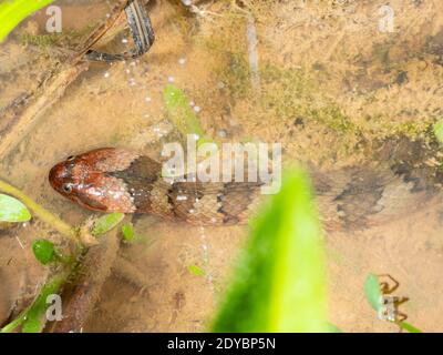 Braunbändernatter (Helicops angulatus) in einem Regenwaldbecken im Osten Ecuadors. Stockfoto