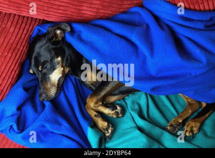Nahaufnahme Porträt von schlafenden entspannten Miniatur-Pinscher Hund (Canis lupus familiaris, Mini Doberman) Gesicht und Schnauze zwischen grün blau flauschig bedeckt Stockfoto