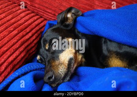 Nahaufnahme Porträt von verschlafenen entspannten Miniatur-Pinscher Hund (Canis lupus familiaris, Mini Doberman) Gesicht und Schnauze mit blauen flauschigen Decke auf bedeckt Stockfoto