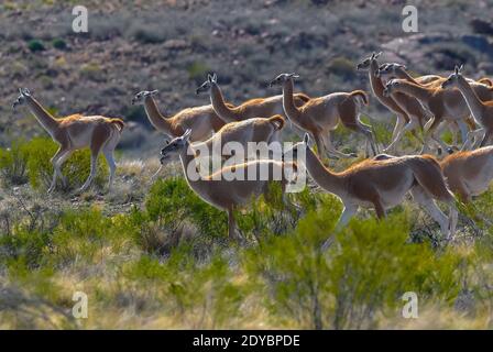 Guanacos, La Pampa, Argentinien Stockfoto