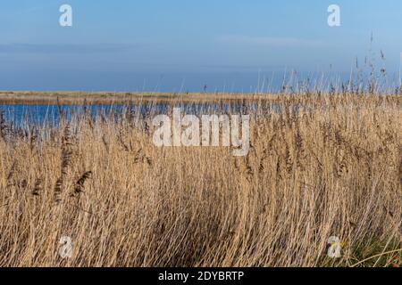 Trockenes langes Gras in einem sandigen Naturschutzgebiet. Blauer Himmel und Meer im Hintergrund. Bild aus Falsterbo, Landkreis Scania, Südschweden Stockfoto