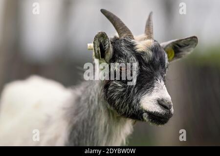 Weiß und schwarz american Pygmy Kamerun Ziege Nahaufnahme Detail auf Kopf mit Hörnern Stockfoto