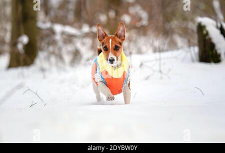 Jack Russell Terrier geht in tiefem schneebedeckten Feld in Richtung Kamera, trägt warme Winterkleidung Stockfoto