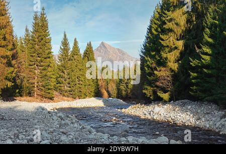 Waldfluss Bela mit kleinen runden Steinen und Nadelbäumen auf beiden Seiten, sonniger Tag, Krivan Gipfel - slowakisches Symbol - in der Ferne Stockfoto