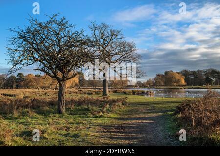 Weihnachtsmorgen im Bushy Park in Surrey mit wenig Sonnenschein Stockfoto
