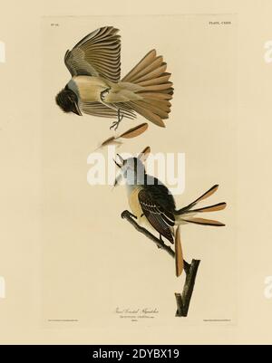 Platte 129 großer Crested-Fliegenfänger, aus dem Birds of America Folio (1827–1839) von John James Audubon - sehr hohe Auflösung und Qualität bearbeitete Bild Stockfoto