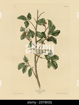 Platte 154 Tennessee Warbler, aus dem Birds of America Folio (1827–1839) von John James Audubon - sehr hohe Auflösung und Qualität bearbeitete Bild Stockfoto