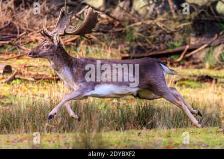 Duelmen, Münsterland, Deutschland. Dezember 2020. Ein reifer Buck galoppiert elegant über eine Lichtung. Eine Damhirschherde (dama dama) genießt an einem ruhigen und ruhigen Weihnachtstag im Münsterland die herrliche Sonne. Kredit: Imageplotter/Alamy Live Nachrichten Stockfoto