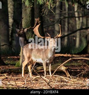 Duelmen, Münsterland, Deutschland. Dezember 2020. Zwei Böcke (Männchen) sonnen sich in der warmen Sonne. Eine Damhirschherde (dama dama) genießt an einem ruhigen und ruhigen Weihnachtstag im Münsterland die herrliche Sonne. Kredit: Imageplotter/Alamy Live Nachrichten Stockfoto