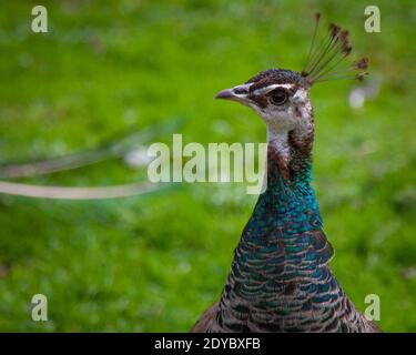In der Nahaufnahme des Profils sehen Stockfoto