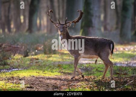 Duelmen, Münsterland, Deutschland. Dezember 2020. Ein junger Bock hält kurz auf einer sonnendurchfluteten Lichtung an, bevor er in den Wald verschwindet. Eine Damhirschherde (dama dama) genießt an einem ruhigen und ruhigen Weihnachtstag im Münsterland die herrliche Sonne. Kredit: Imageplotter/Alamy Live Nachrichten Stockfoto