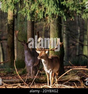 Duelmen, Münsterland, Deutschland. Dezember 2020. Zwei Böcke (Männchen) sonnen sich in der warmen Sonne. Eine Damhirschherde (dama dama) genießt an einem ruhigen und ruhigen Weihnachtstag im Münsterland die herrliche Sonne. Kredit: Imageplotter/Alamy Live Nachrichten Stockfoto