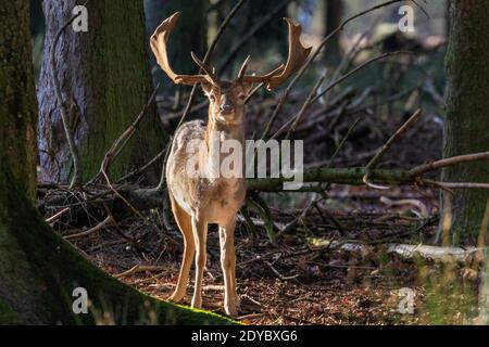 Duelmen, Münsterland, Deutschland. Dezember 2020. Ein Bock (männlich) sonnt sich in der warmen Sonne. Eine Damhirschherde (dama dama) genießt an einem ruhigen und ruhigen Weihnachtstag im Münsterland die herrliche Sonne. Kredit: Imageplotter/Alamy Live Nachrichten Stockfoto