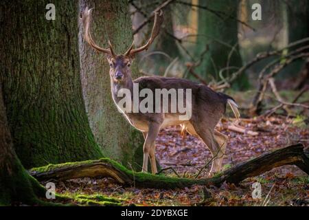 Duelmen, Münsterland, Deutschland. Dezember 2020. Ein junger Bock hält kurz auf einer sonnendurchfluteten Lichtung an, bevor er in den Wald verschwindet. Eine Damhirschherde (dama dama) genießt an einem ruhigen und ruhigen Weihnachtstag im Münsterland die herrliche Sonne. Kredit: Imageplotter/Alamy Live Nachrichten Stockfoto