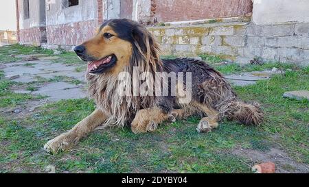 Ein schmutziger streunender Hund, der auf dem grünen Gras liegt Stockfoto