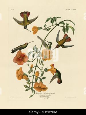 Platte 184 Mangrove Summing Bird, aus dem Birds of America Folio (1827–1839) von John James Audubon - sehr hohe Auflösung und Qualität bearbeitete Bild Stockfoto