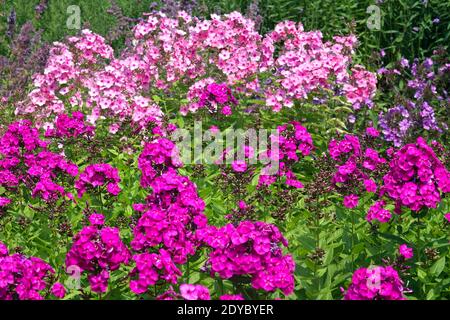 Krautiger Garten Phlox paniculata wächst Stockfoto