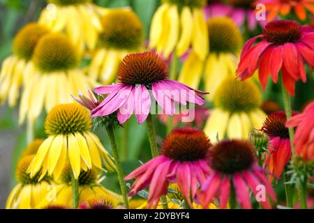 Echinacea Cheyenne Spirit mischte verschiedene Farben Stockfoto