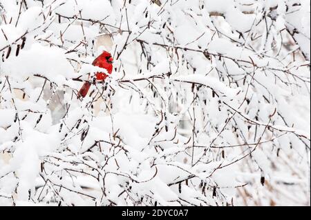 Nördlicher Kardinal in schneebedeckter Birke Stockfoto