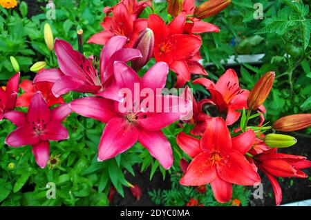 Schöne helle Taglilien in einem Blumenbeet. Rote Blüten sind Taglilien oder Hemerocallis. Taglilien auf einem Hintergrund von grünen Blättern. Blumenbeete im g Stockfoto